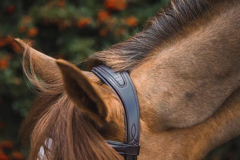 Frontalera Legend Anthena Mackey