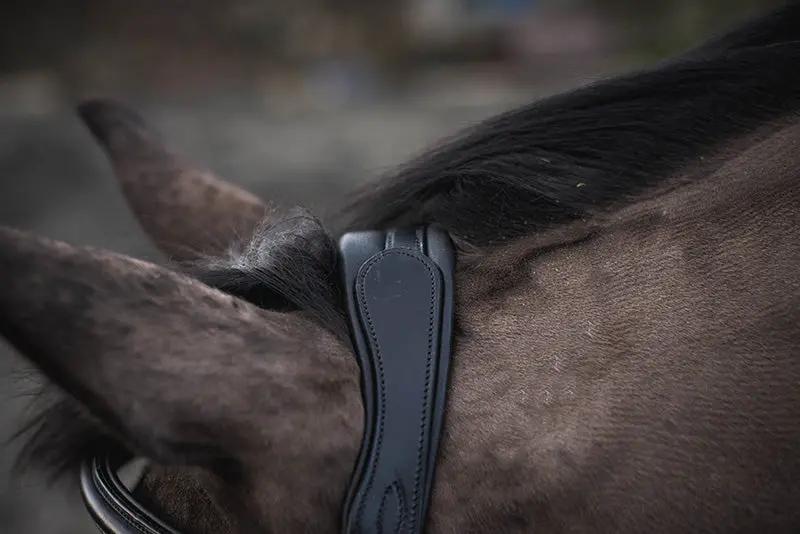 Frontalera Legend Apollo Mackey