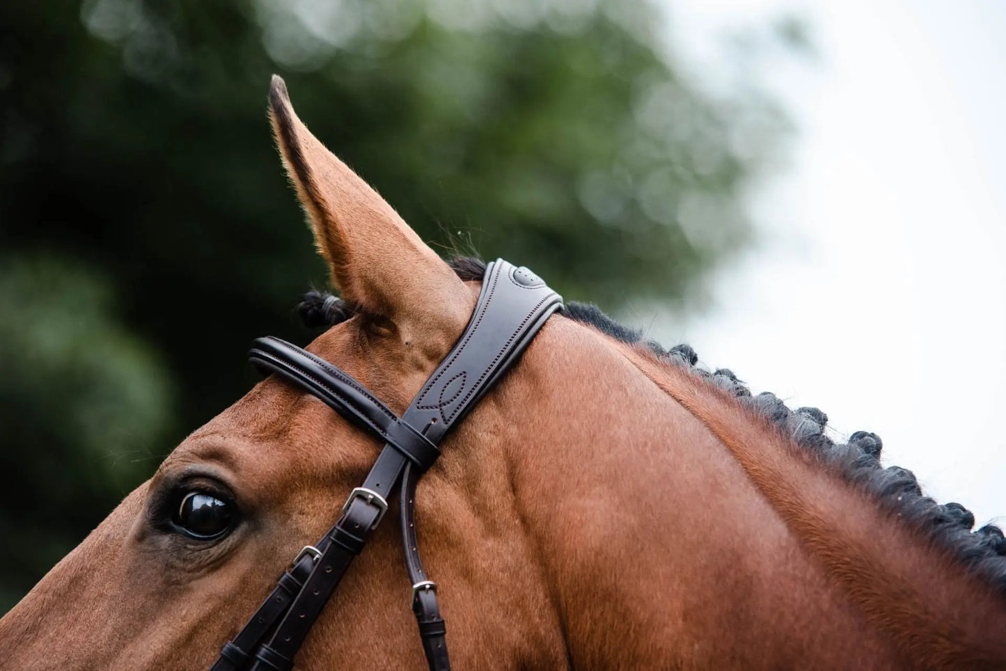 Cabezada Legend Anthena Mackey