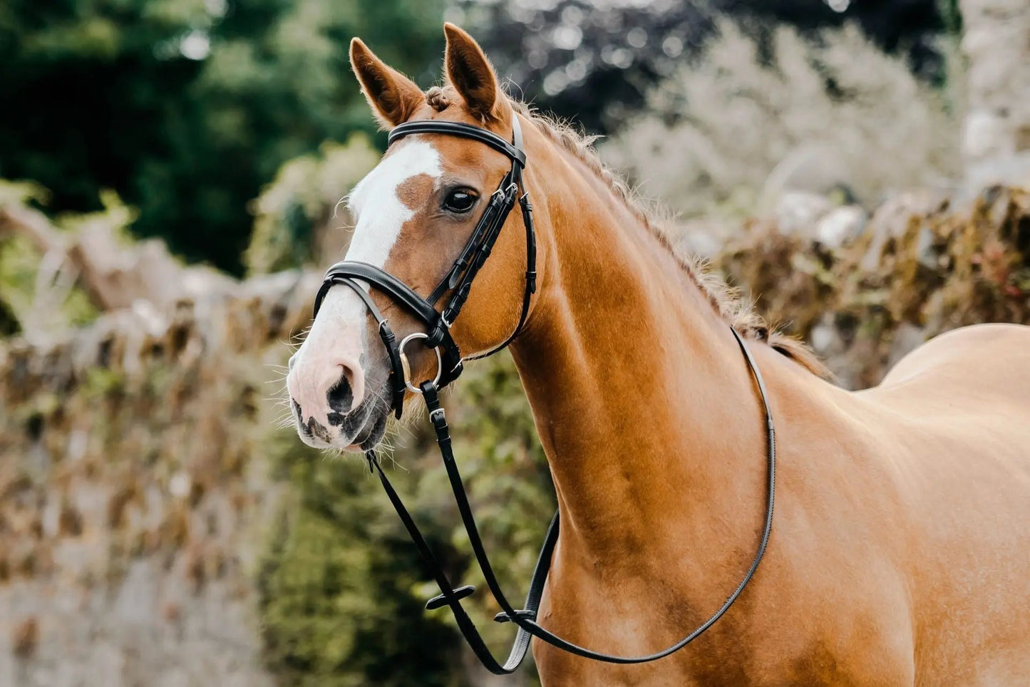 Cabezada Classic Flash Mackey