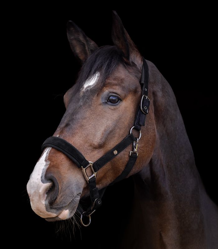 St. Gallen halter