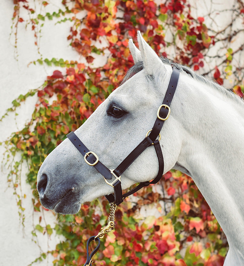 Equisential Leather Headcollar - Pony