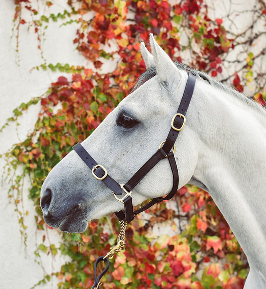 Equisential Leather Headcollar - Pony