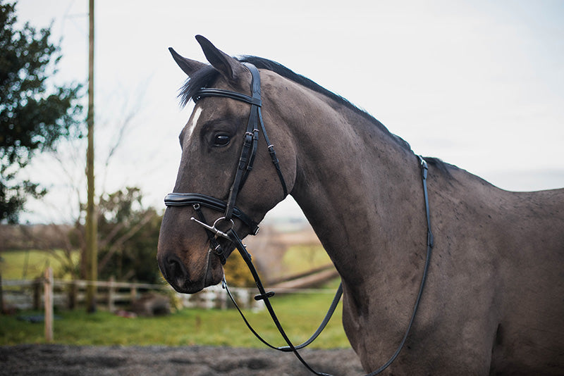 MACKEY LEGEND APOLLO BRIDLE