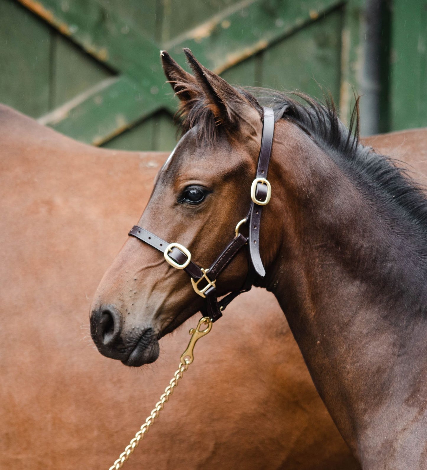 Equisential Leather Headcollar - Foal