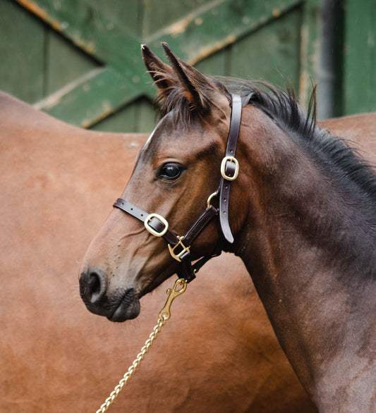 Equisential Leather Headcollar - Foal