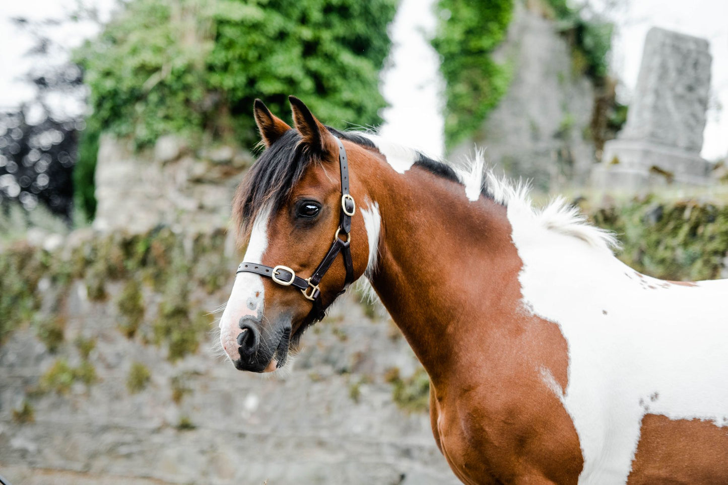Equisential Leather Headcollar - Pony