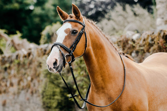 MACKEY CLASSIC FLASH BRIDLE