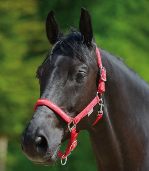 Horse Halter