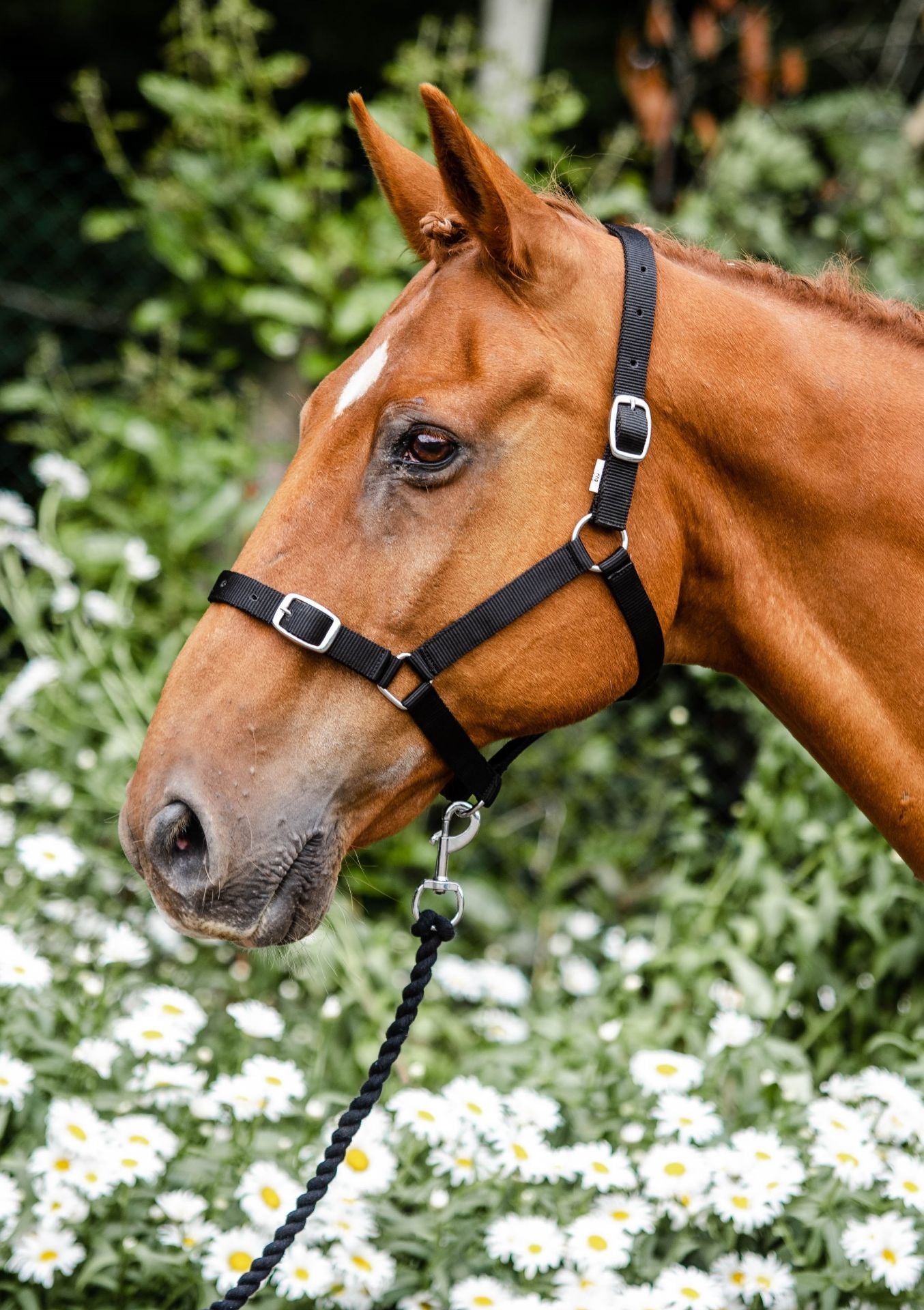 Economy Headcollar & Leadrope Set