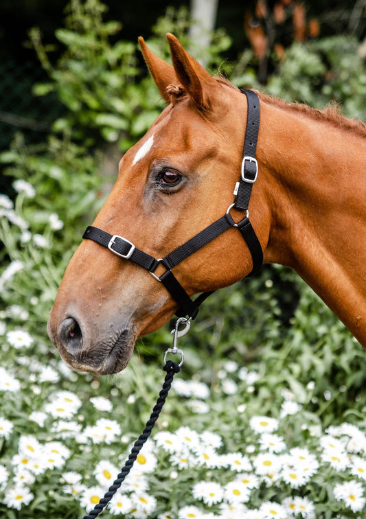 Economy Headcollar & Leadrope Set