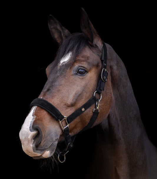 St. Gallen halter